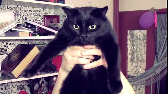 CHAT DANS TOILETTES (AMAZING !)