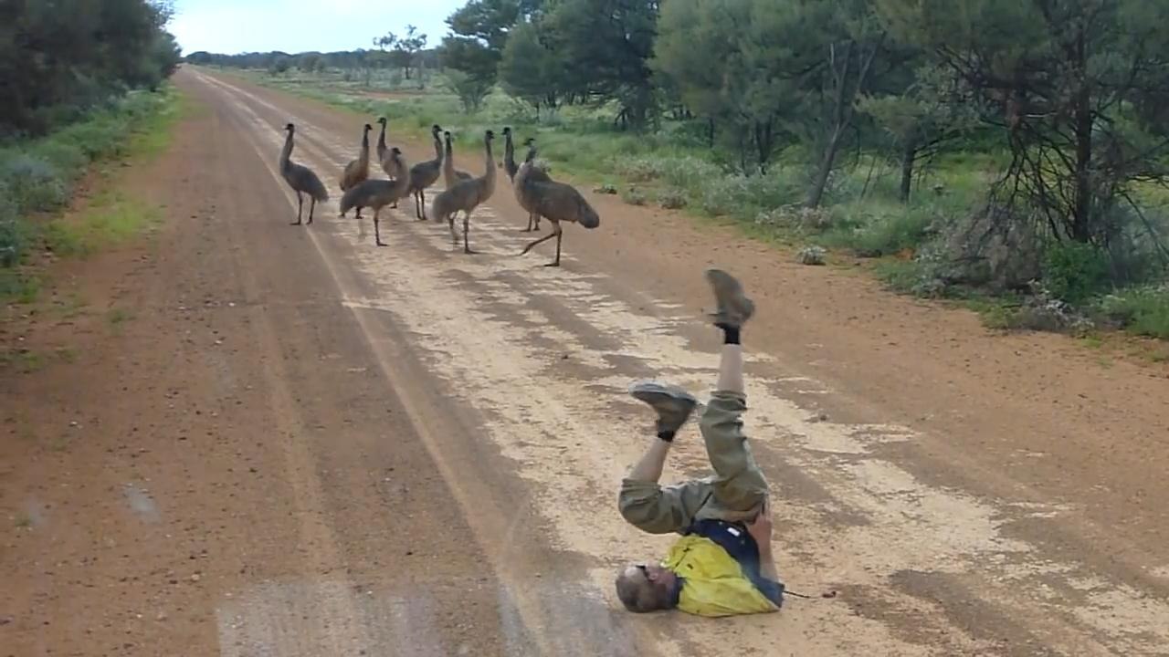 Emu run