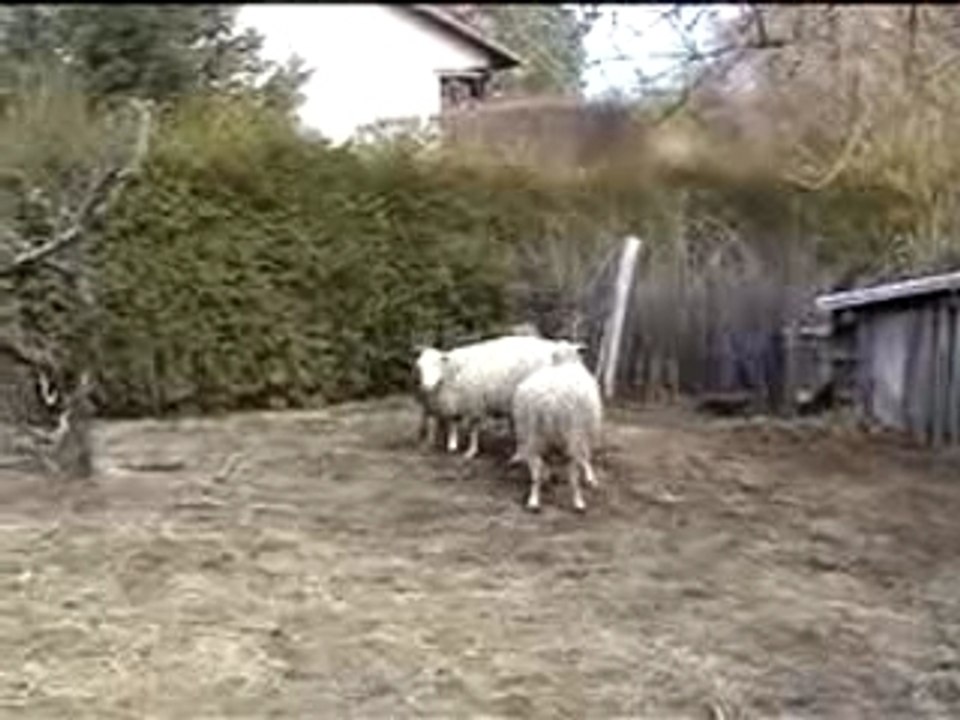 amazing sheep strike