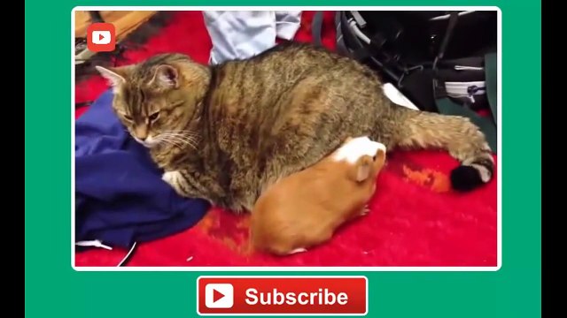 Funny cat vines - Ultimate funny vines with cats compilation 2014 - Funny Videos