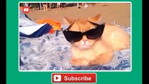 Funny Cats Compilation [Most See] Funny Cat Videos Ever Part 1 - Forget Your Sadness