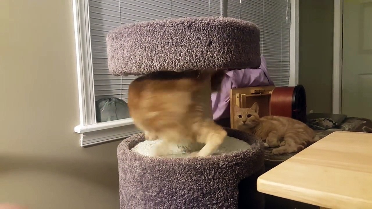 Un chat découvre un "jouet en peluche" traînant devant lui, mais il ne comprend pas à temps ce que c'est réellement... h