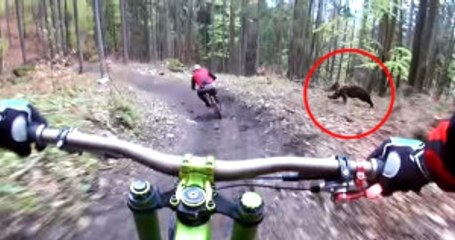 Bisiklet Yarışı Sırasında Sporcuyu Ayı Kovaladı