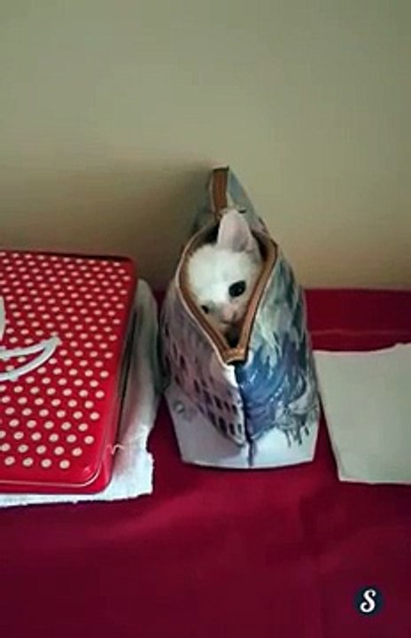 Very cute cat hidden in the bag
