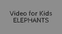 Kids - Elephants Playing - African Animals