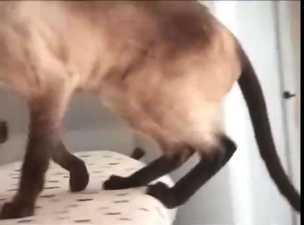 Él está grabando a su gato, pero cuando este "se ríe"... ¡Esto es lo más loco que hemos escuchado!