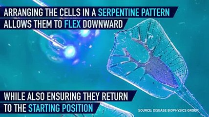 Este rayo es alimentado por los músculos del corazón de las ratas de laboratorio.