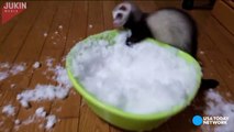 Ferret flips out at the sight of snow--JXFQBaiRP8