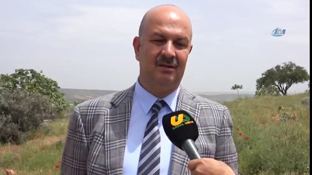 Kurtları Yavrusu Ölen Köpek Emziriyor