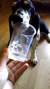 Quand ton chien kiffe le yaourt!!!