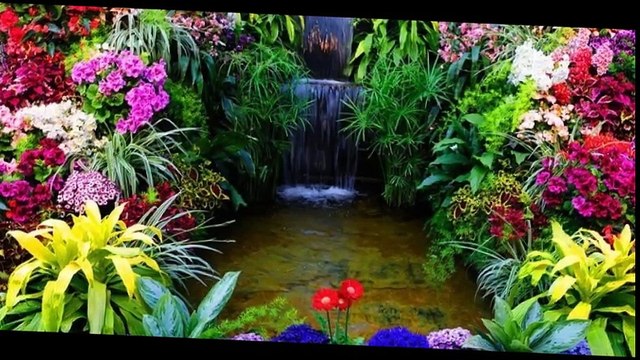 cheba Zahouania ( ya delleli ) , الشابة الزهوانية ( يا دلالي )