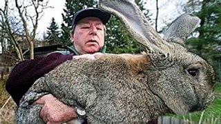 World's Biggest Animal 2016 2017 - YouTube