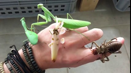 Böcekleri Takı Gibi Kullanan İlginç Adam