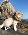 Le Roi Lion