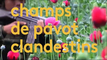 Mexique, les fleurs du mal