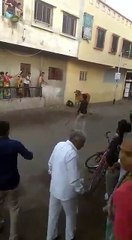 Cow ran away and jumping bakra eid 2017