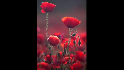 Eric Aron - Life Dawn