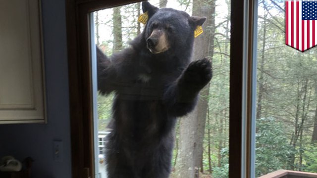 Hangry bear smells brownies then tries to get into Connecticut home