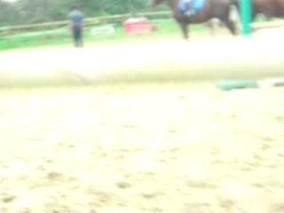 Moi et Merlin ( oxer )