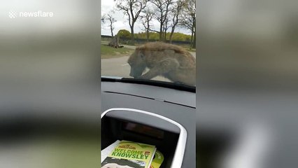Baboon 'wrecks' car at Knowsley Safari Park