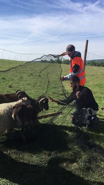 Les moutons à Pont-Evêque