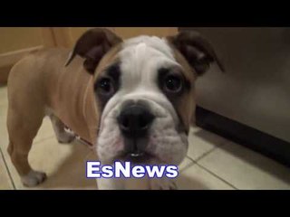 seckbach asks gervonta tank davis what to call his dog EsNews Boxing
