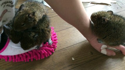 ヒトで暖をとるデグー