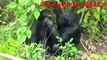 Chimpancés temporada de apareamiento episodio en Mundo de Los Animal