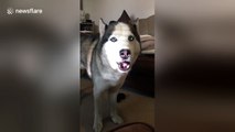 Cute husky says 'I love you'