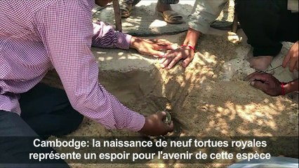 Cambodge: naissance de 9 tortues royales en voie d'extinction