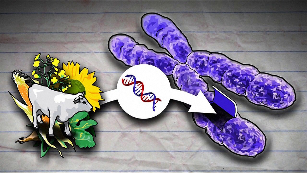 Les organismes génétiquement modifiés