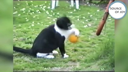 Animals Stuck In Stuff & More of the Funniest Moments & Bloopers of 2017