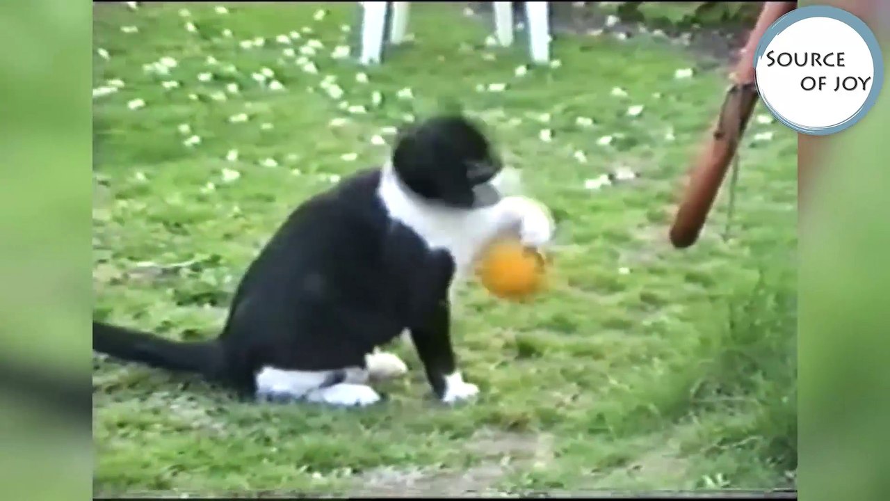 Animals Stuck In Stuff & More of the Funniest Moments & Bloopers of 2017