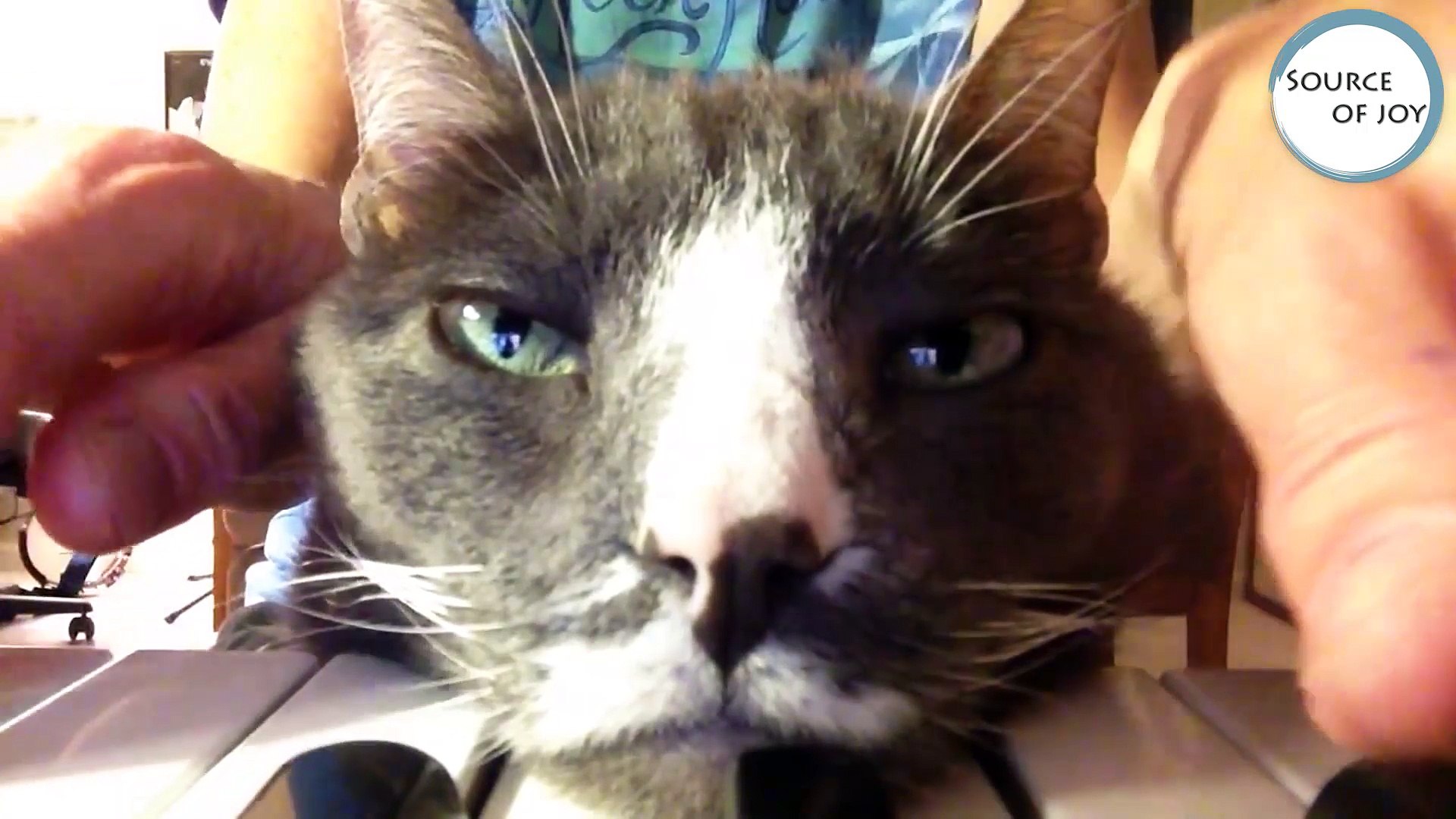 ⁣Cats Don't Care Funny Pets Videos _ Best Funny Cat Videos Ever