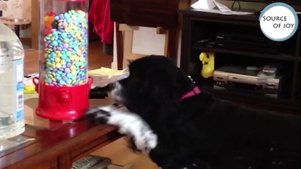 Funniest Animal Bloopers & Outtakes Compilation January 2017