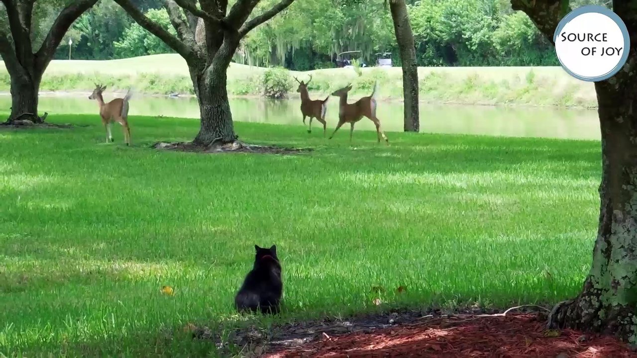 Funniest Animal Bloopers, Fails & Outtakes Compilation January 2017