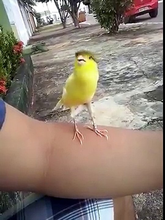 Amazing Bird 