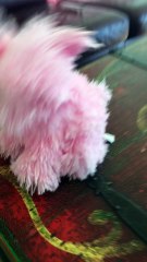 Daycare playtime for Chewy - Shepherd and Grey Daycare and Guesthouse