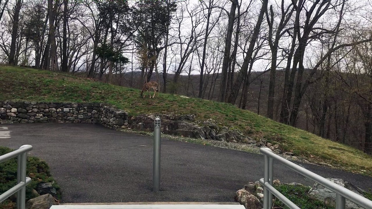 An unexpected visitor - Shepherd and Grey Daycare and Guesthouse