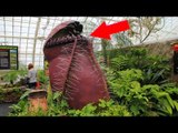 5 Most Terrifying Carnivorous Plants In The World!