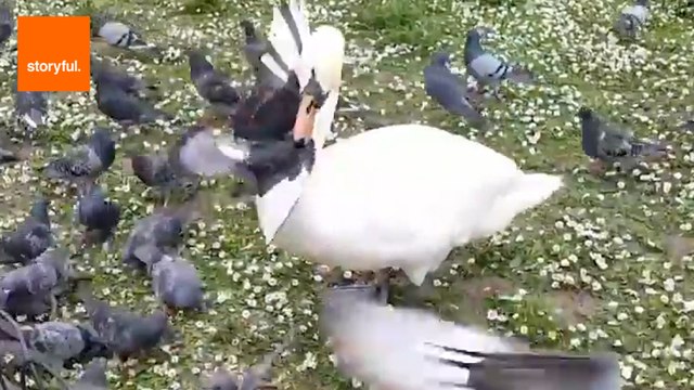 Hangry Goose Tosses Pigeon With Beak