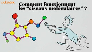 Comment fonctionnent les ciseaux moléculaires ?