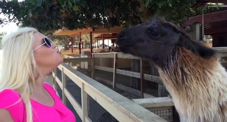 Lamaya Öpücük Yollarsan Olacağı Bu..