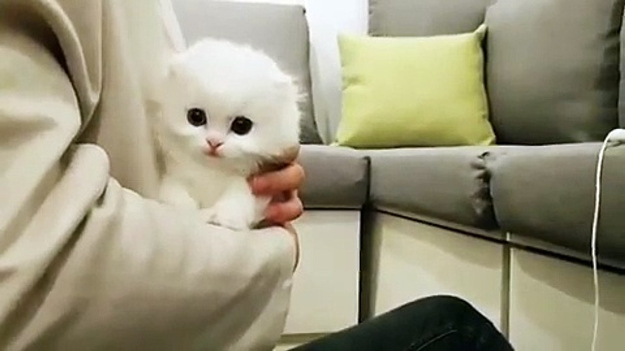 cute cat,kucing lucu