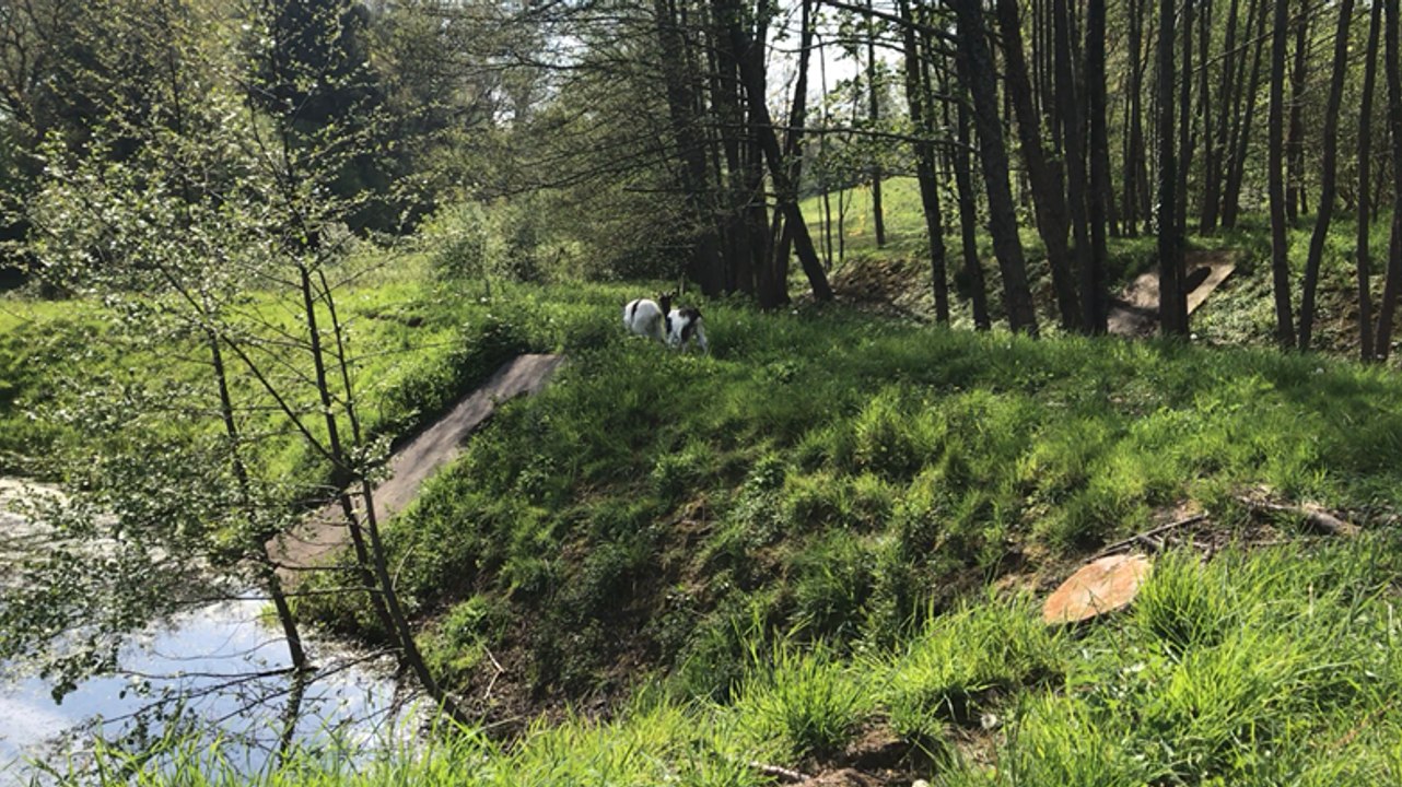 Chèvres et moutons entretiennent l'espace public près de Vire