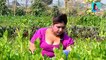 खेत में खोलकर पूरा मार लिया # Dehati Comedy Video Funny Video Clips Very Funny Indian