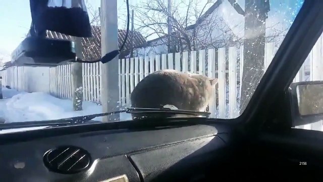 Ce chat est un gros dur... Il bougera pas de ton capot mec!