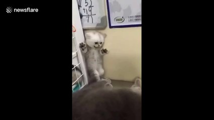 Nine-month-old kitten is scared by its mother