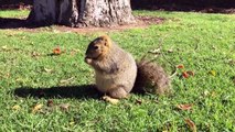 L'écureuil le plus GROS du monde lol.. Il bouffe tout le temps !