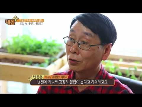 인삼 새싹을 셀프 재배로? [내 몸 사용설명서 플러스] 2회 20160417